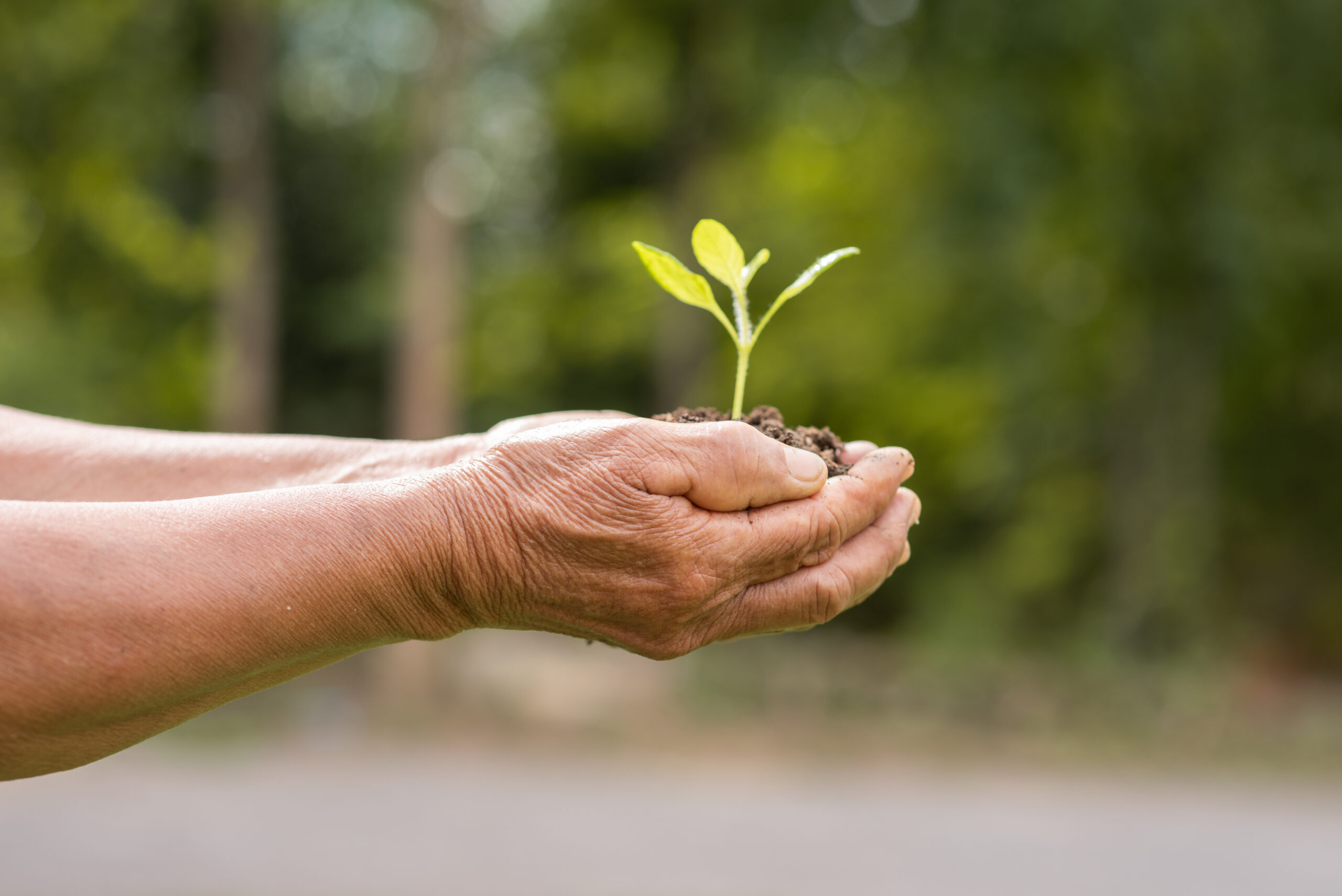 A small tree planted on the ground placed inside the two hands of the elderly with green yard background . Sustainable farmer, community, social and environmental development are everyone's duty.